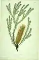 Banksia ericifolia