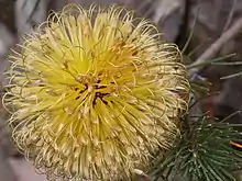 Closeup of a golden-yellow spherical inflorescence made up of hundreds of individual flowers