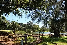 Banyan Tree and Bamboo at the Gardens