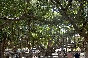 Central trunk of the banyan tree beneath the canopy