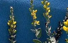 Baptisia arachnifera