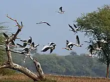 A group of Bar Headed Geese and Demoiselle cranes flying together in the Sanctuary