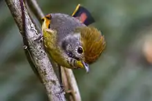 Specimen from Fambong Lho Wildlife Sanctuary, Sikkim, India