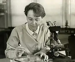 Barbara McClintock at work in her laboratory