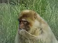 Barbary macaque