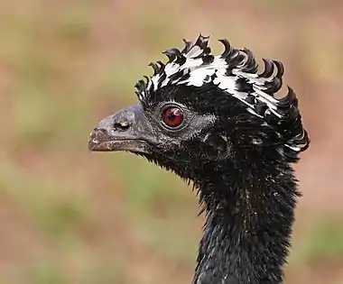 Head of femalePantanal, Brazil