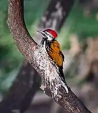 Black-rumped flameback (Dinopium benghalense) on a limb