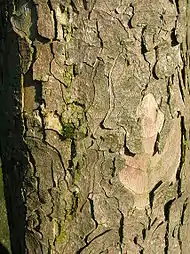 The typical appearance of Sycamore bark from an old tree.