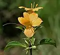 Barleria prionitis in Hyderabad, India.