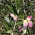 Barnea at veraison