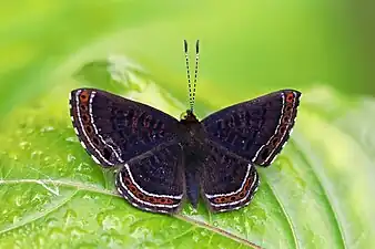 Detritivora barnesiBarnes' metalmark, Panama