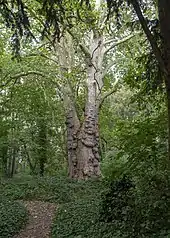 The Barn Elms London Plane tree known as "Barney", thought to be the oldest example of the species in London and officially designated a "Great Tree of London"