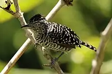 Male T. d. tobagensis, Tobago