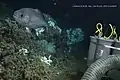 A barrelfish seen on a deep-sea lophelia coral reef.