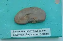 Barremites moueriensis sp. nov., Upper Barremian, Brestak, Cr1 396X1 (Coll. St. Breskovski) at the Sofia University Museum of Paleontology and Historical Geology