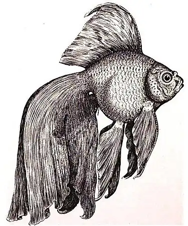 Drawing of Franklin Barrett's original Japanese fringetail, which was used to breed the veiltail