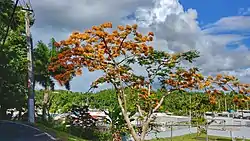 Flowered flamboyant in Quebrada Arenas