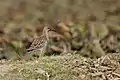 Ruff in winter plumage