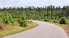 Photograph of new lolloby pine growth amid numerous tall dead trunks