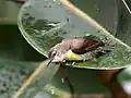 Female dew-bathing on a leaf of Rubber Fig