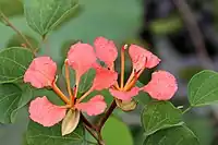 Flower of Bauhinia galpinii