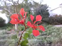 Details of flower