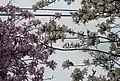 Bauhinia variagata var typica with pink flowering and var candida with white flowering growing side by side.