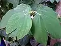 'Camel-foot' foliage