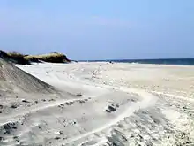 A windswept white sand beach with grassy dunes on the side, and the ocean in the distance.