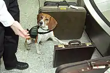 The Beagle Brigade is part of the USDA's Animal and Plant Health Inspection Service.  This piece of luggage at Dulles Airport may contain contraband.