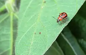 red morph