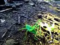 Katydid Grasshopper