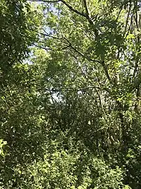 Trees in Ballynastaig Wood