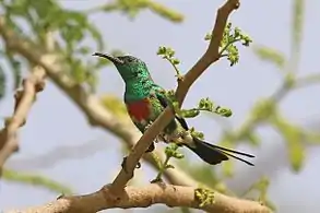 male C. p. pulchellusGambia