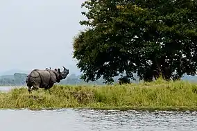 Kaziranga in Assam