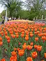 Tulips at Dow's Lake during 2005 Ottawa Tulip Festival