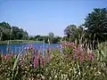 Bedfont Lakes Country Park lake