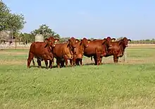 Several female cattle (heifers) of the Beefmaster breed