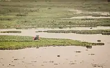 One section of Bellandur lake. Unevenly covered with aquatic plants.