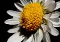 Individual yellow 5-petalled flowers