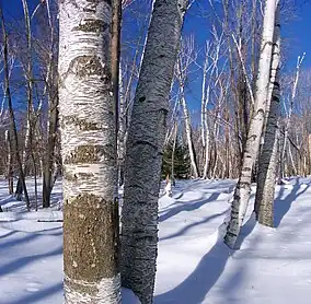 A winter scene in Moshannon State Forest