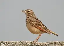 In Kolkata, West Bengal, India