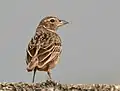 In Kolkata, West Bengal, India