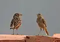 With paddyfield pipit (Anthus rufulus) in Kolkata, West Bengal, India