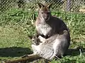 Bennetts wallaby with joey