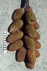 Infructescence