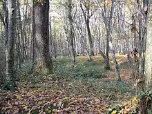 An open forest on a sunny Autumn day, sunlight is able to penetrate through the trees.