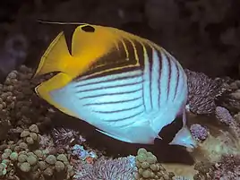 Threadfin butterflyfish (Chaetodon auriga). Underwater photograph at Pemba island