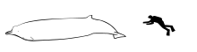 Sato's beaked whale size