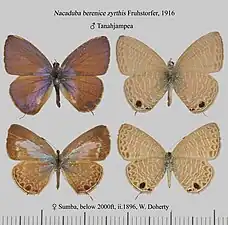 Museum specimen